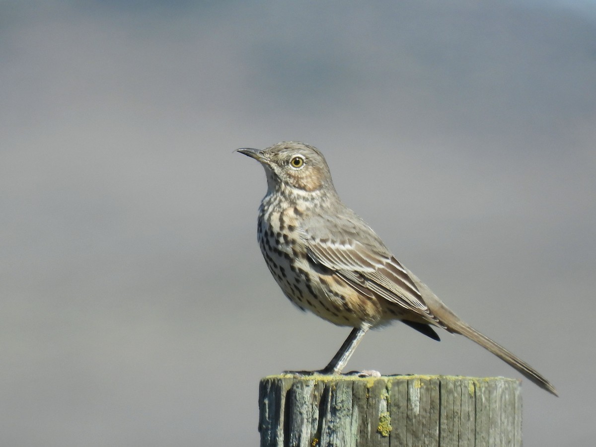 Sage Thrasher - ML642948117