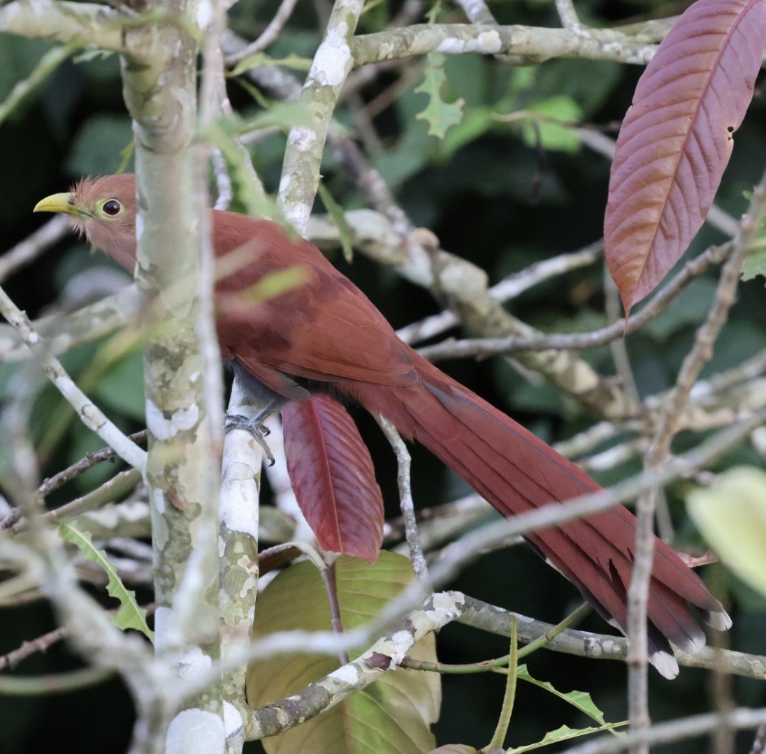 Eichhornkuckuck - ML642948138