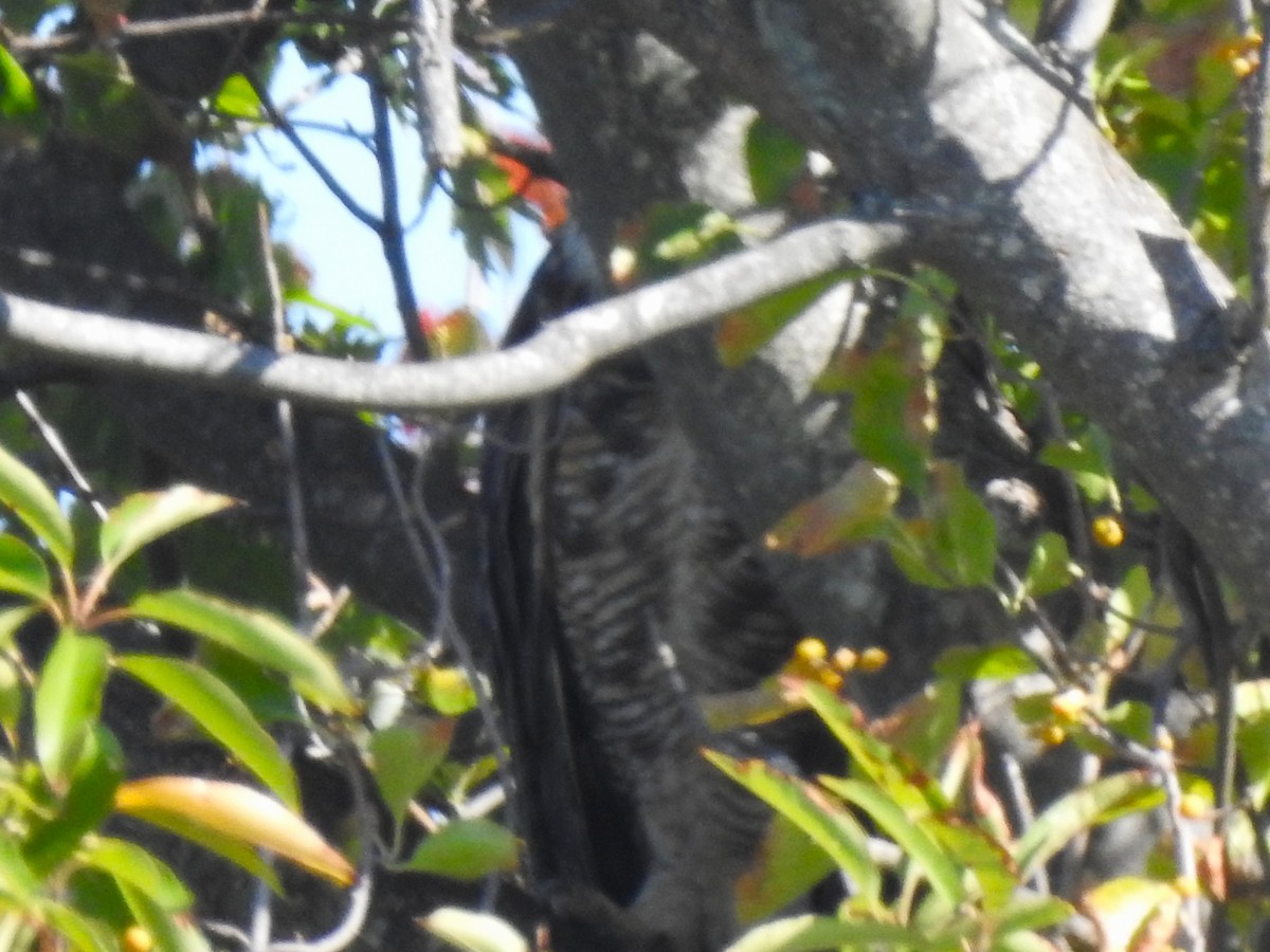 Great Horned Owl - ML642948139