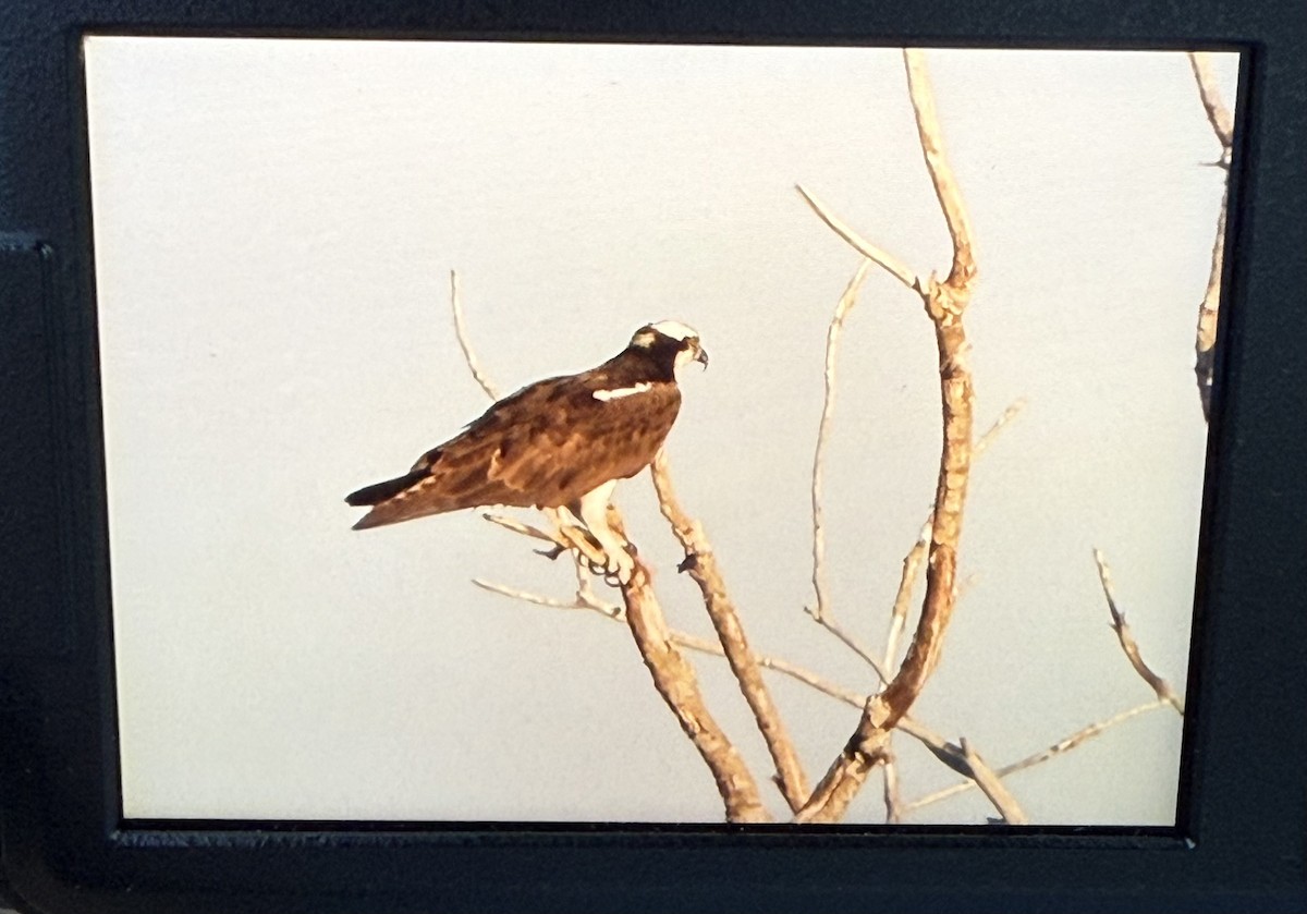 Águila Pescadora - ML642948152