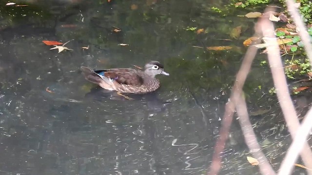 Wood Duck - ML642948187