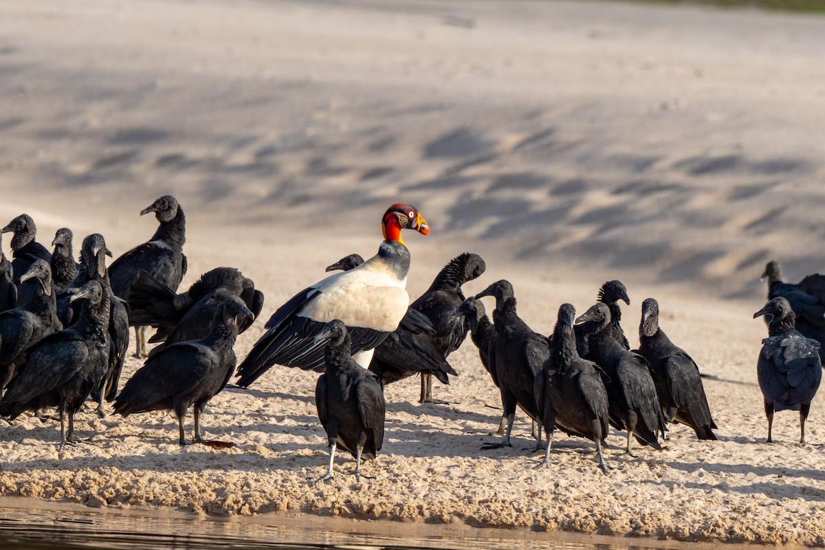 King Vulture - ML642948196