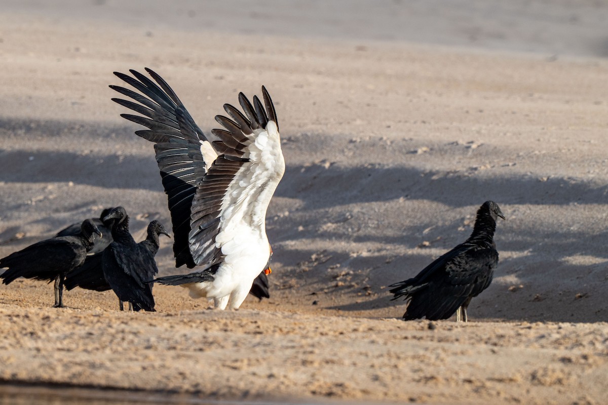 King Vulture - ML642948198