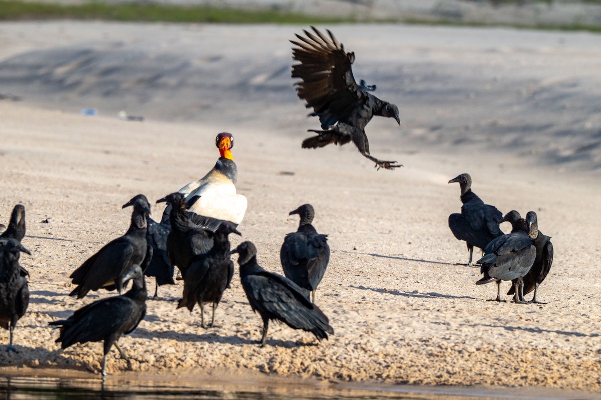 King Vulture - ML642948200