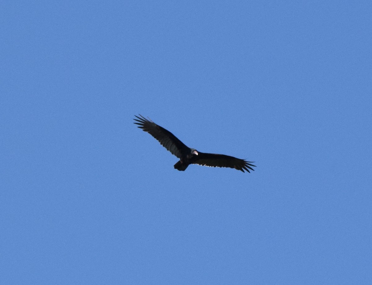 Truthahngeier - ML642948208