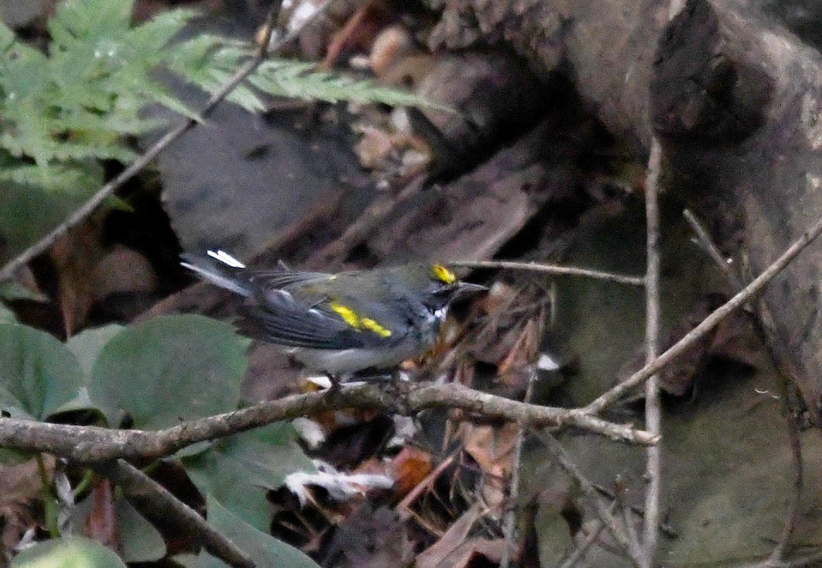 Goldflügel-Waldsänger - ML642948215