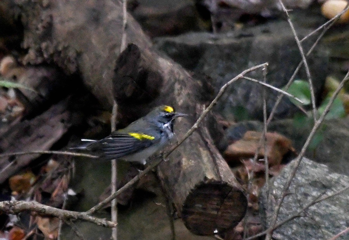 Goldflügel-Waldsänger - ML642948216