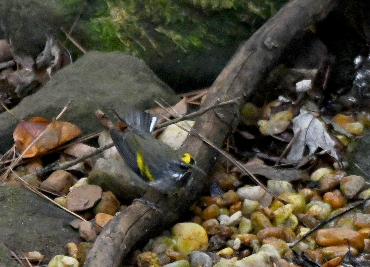 Goldflügel-Waldsänger - ML642948220