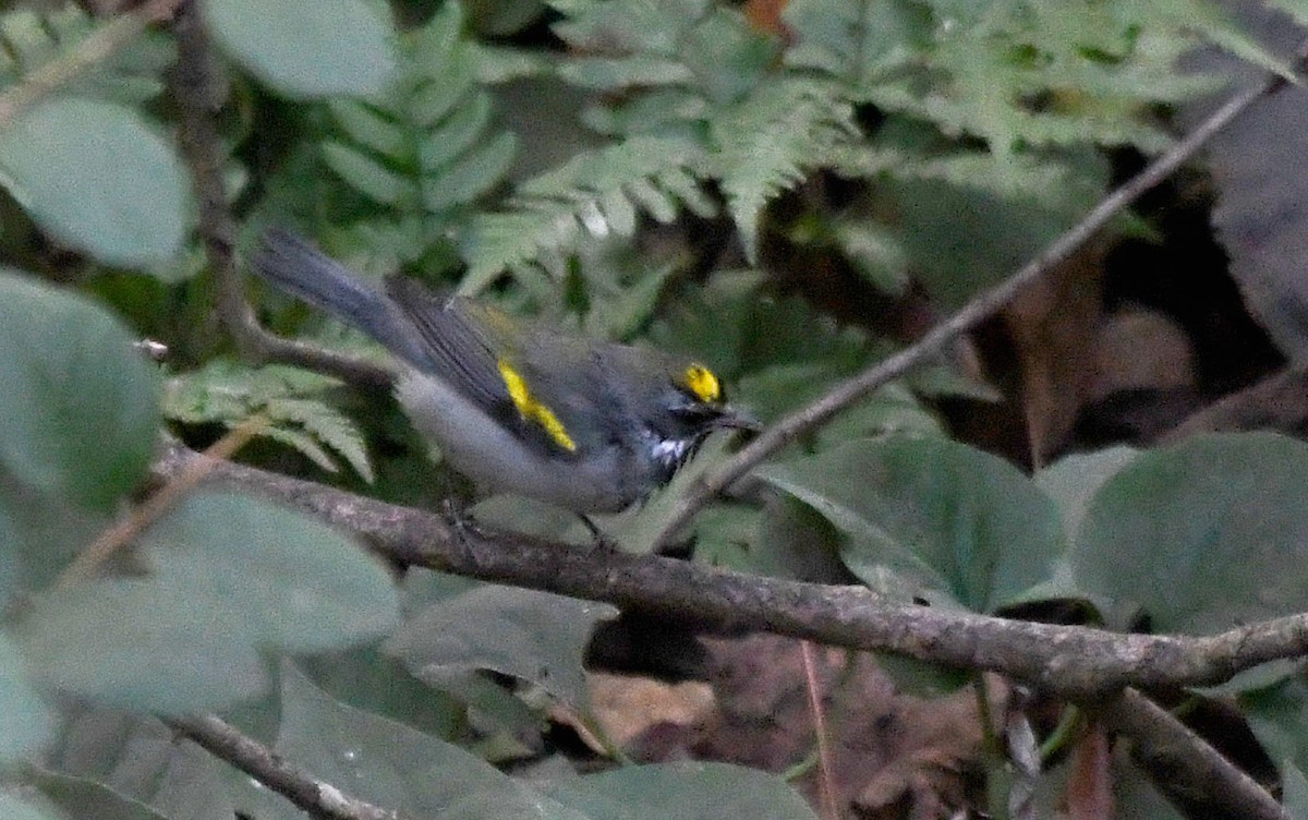 Goldflügel-Waldsänger - ML642948221