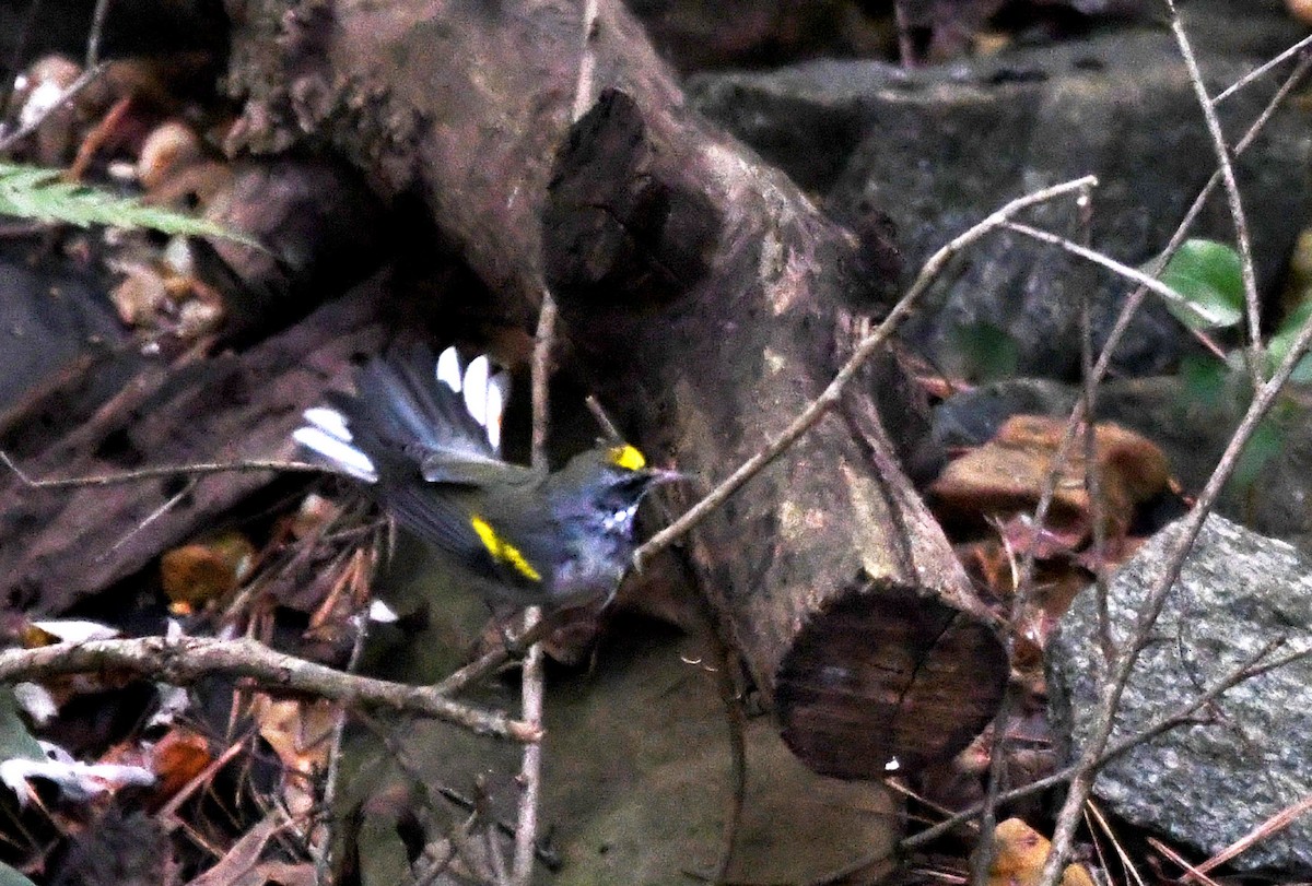Goldflügel-Waldsänger - ML642948222