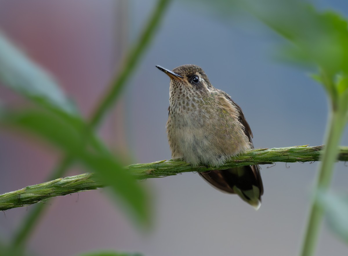 Schwarzohrkolibri (maculata) - ML642948223