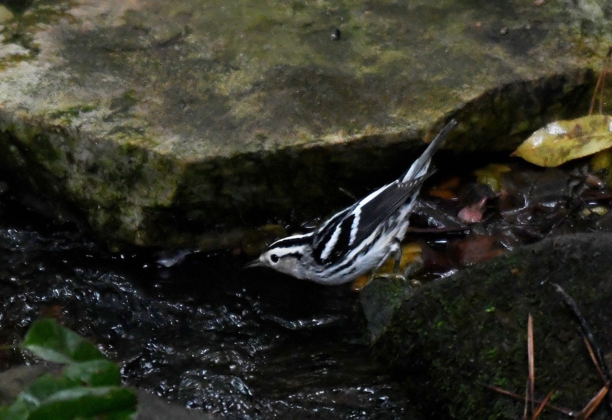 lesňáček černobílý - ML642948232