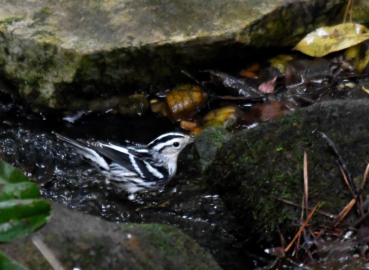 lesňáček černobílý - ML642948233