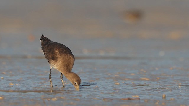 Black-tailed Godwit (melanuroides) - ML642948251