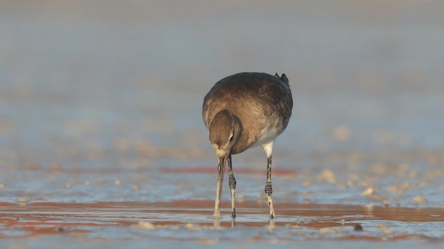 Black-tailed Godwit (melanuroides) - ML642948252