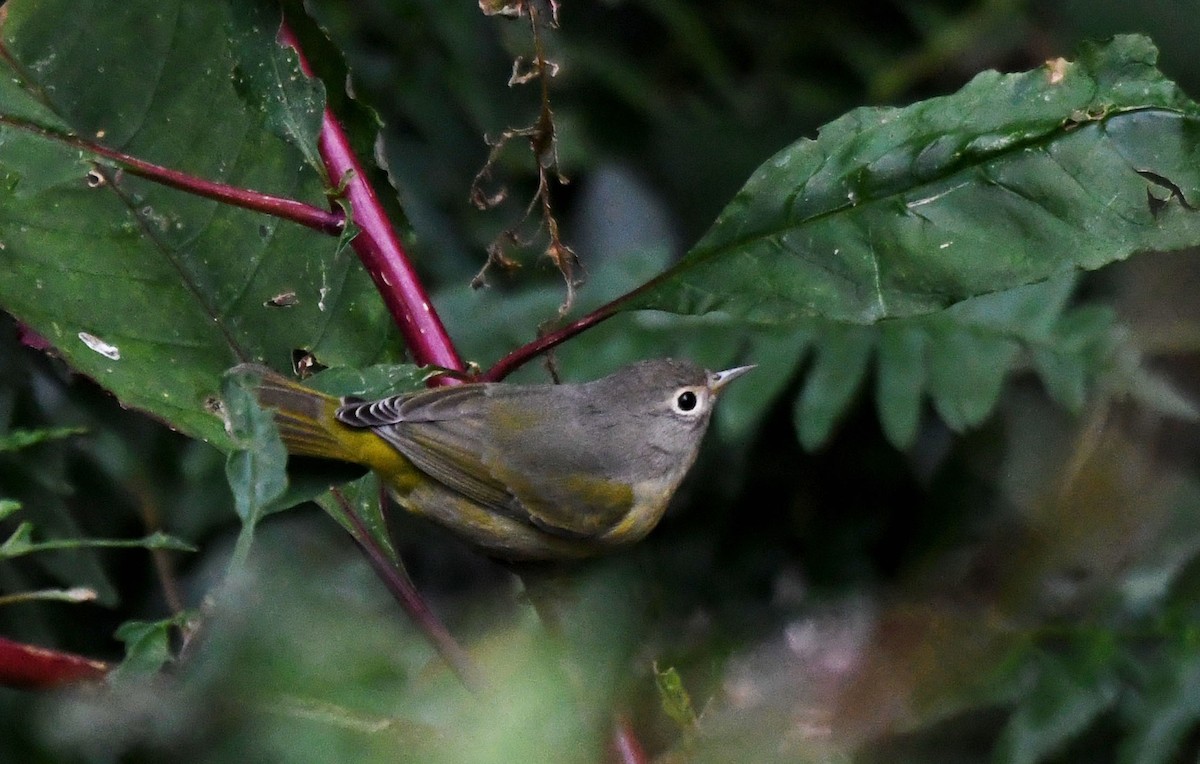 lesňáček rezavokorunkatý - ML642948253