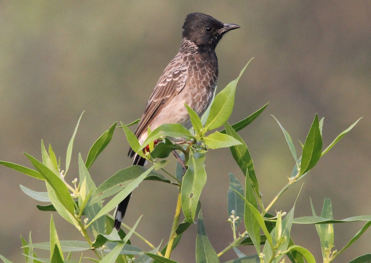 Red-vented Bulbul - ML642948255