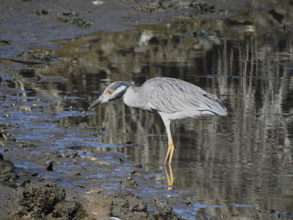 Yellow-crowned Night Heron - ML642948258