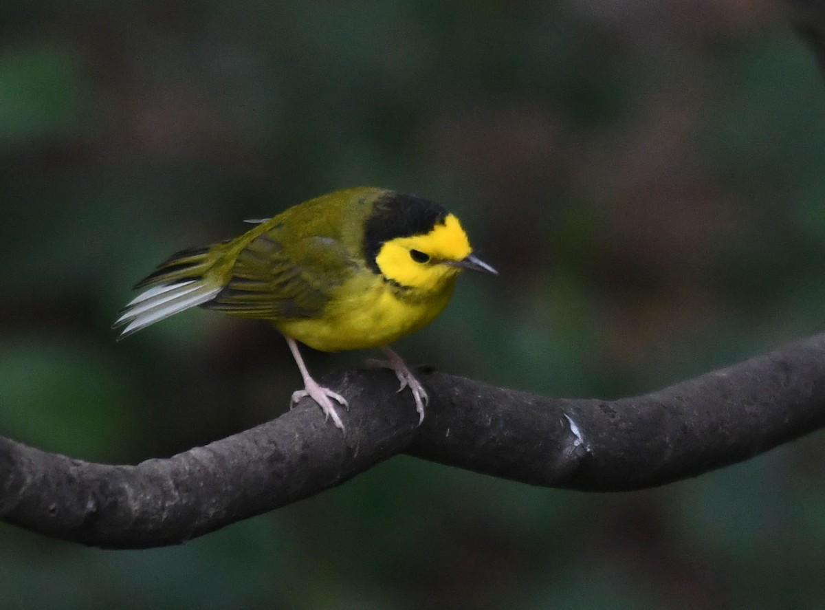 lesňáček kápový - ML642948263