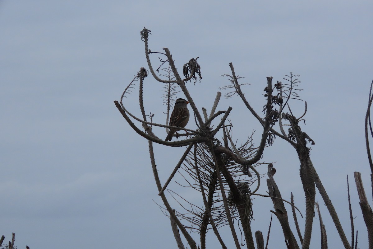 White-crowned Sparrow - ML642948265