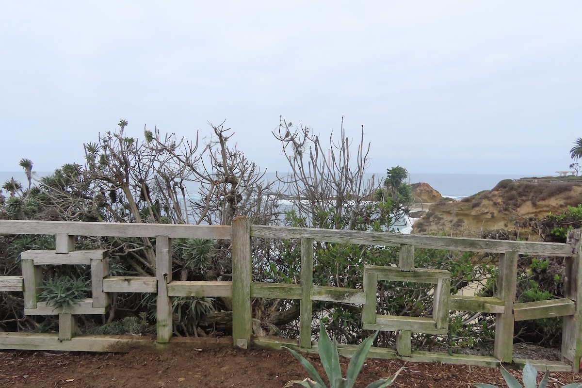 White-crowned Sparrow - ML642948267