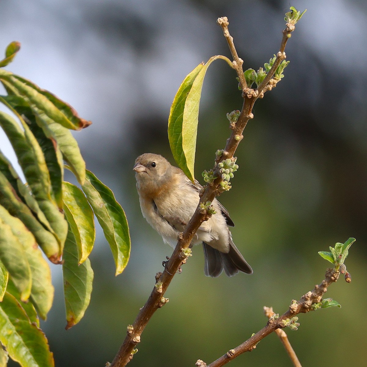 Passerin azuré - ML642948268