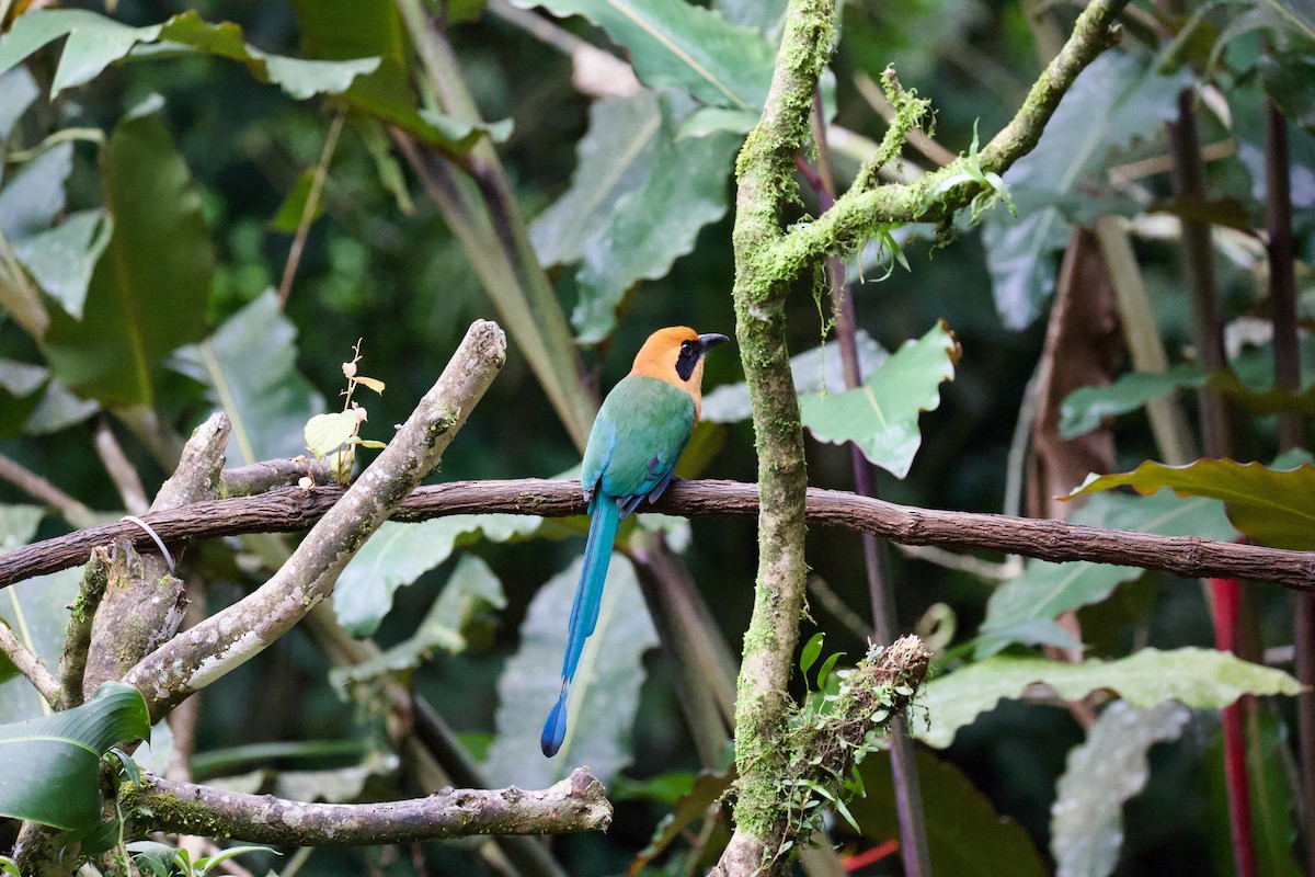 Rufous Motmot - ML642948277