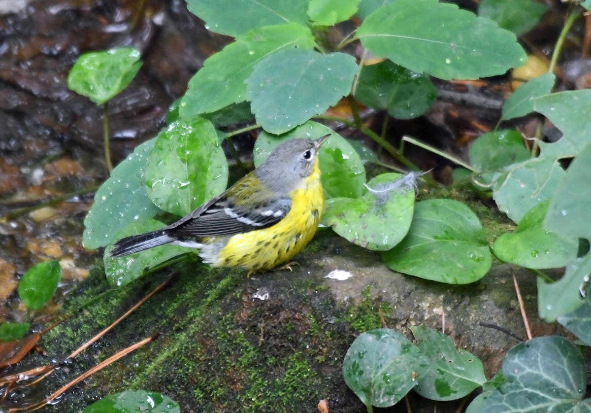Magnolia Warbler - ML642948278