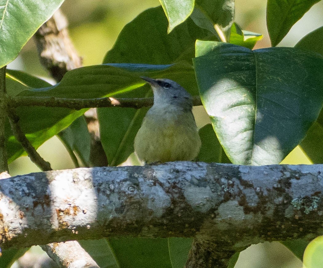 Javan Heleia - ML642948279