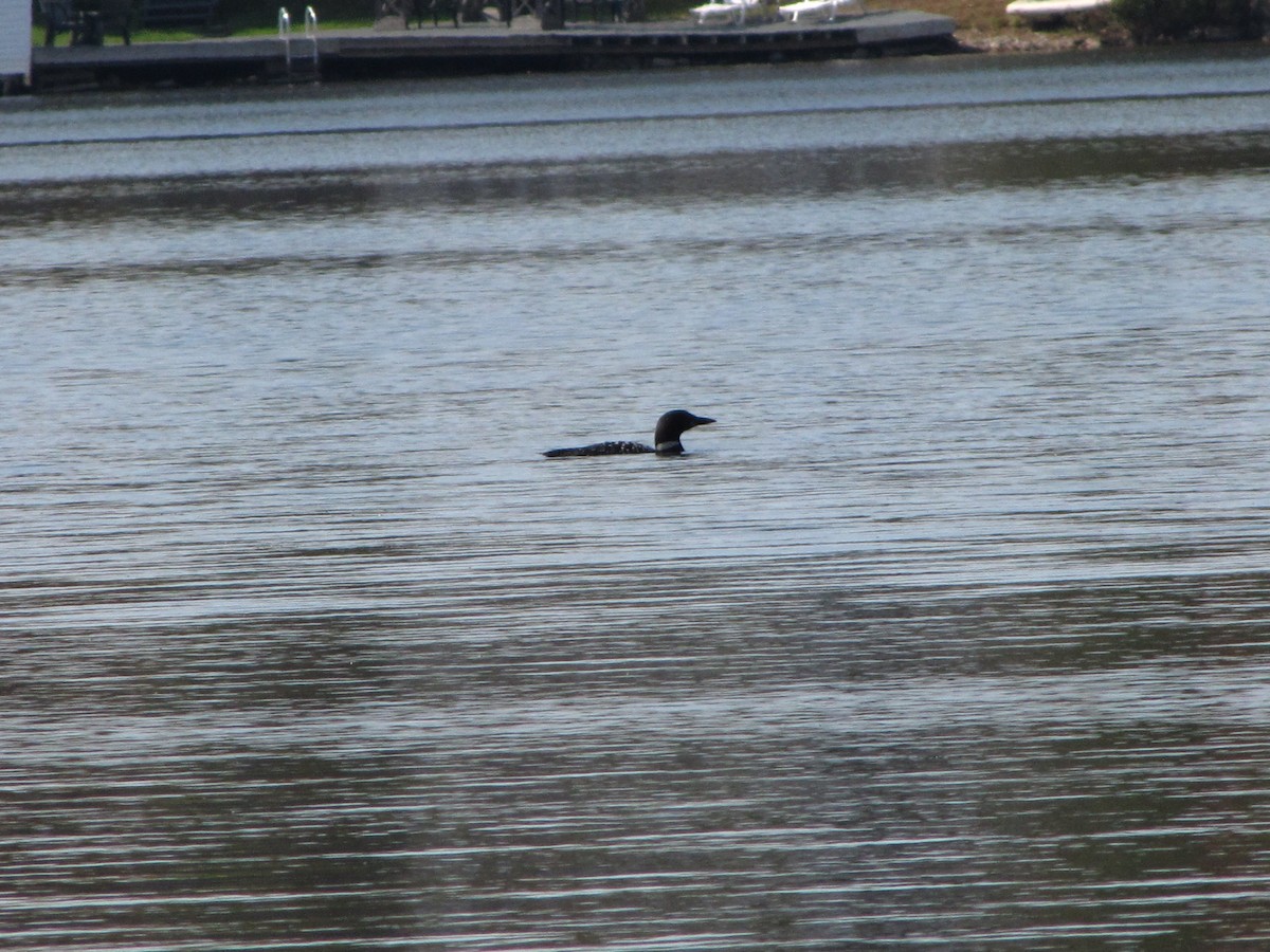 Common Loon - ML642948285