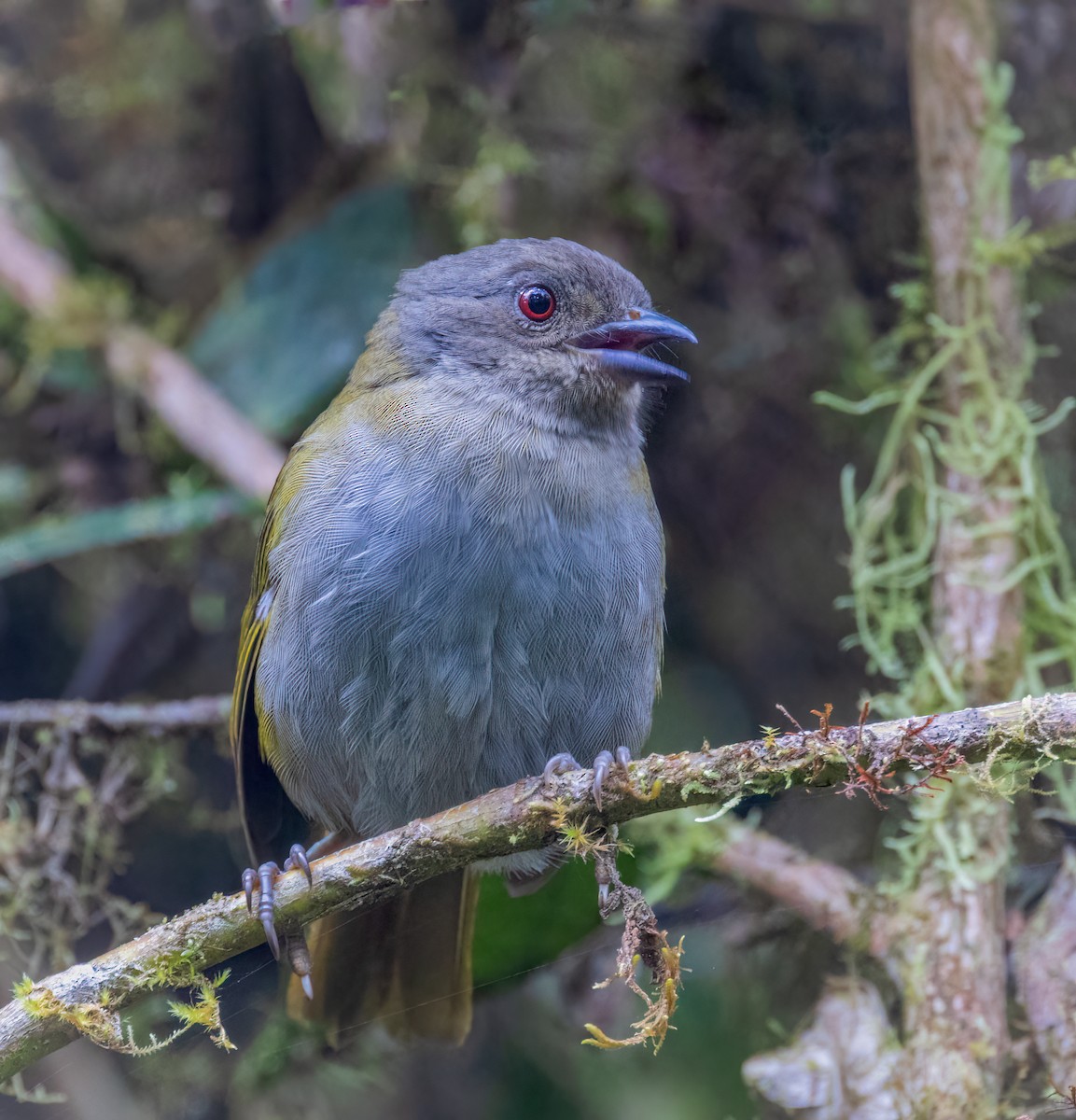 Dusky Chlorospingus - ML642948291