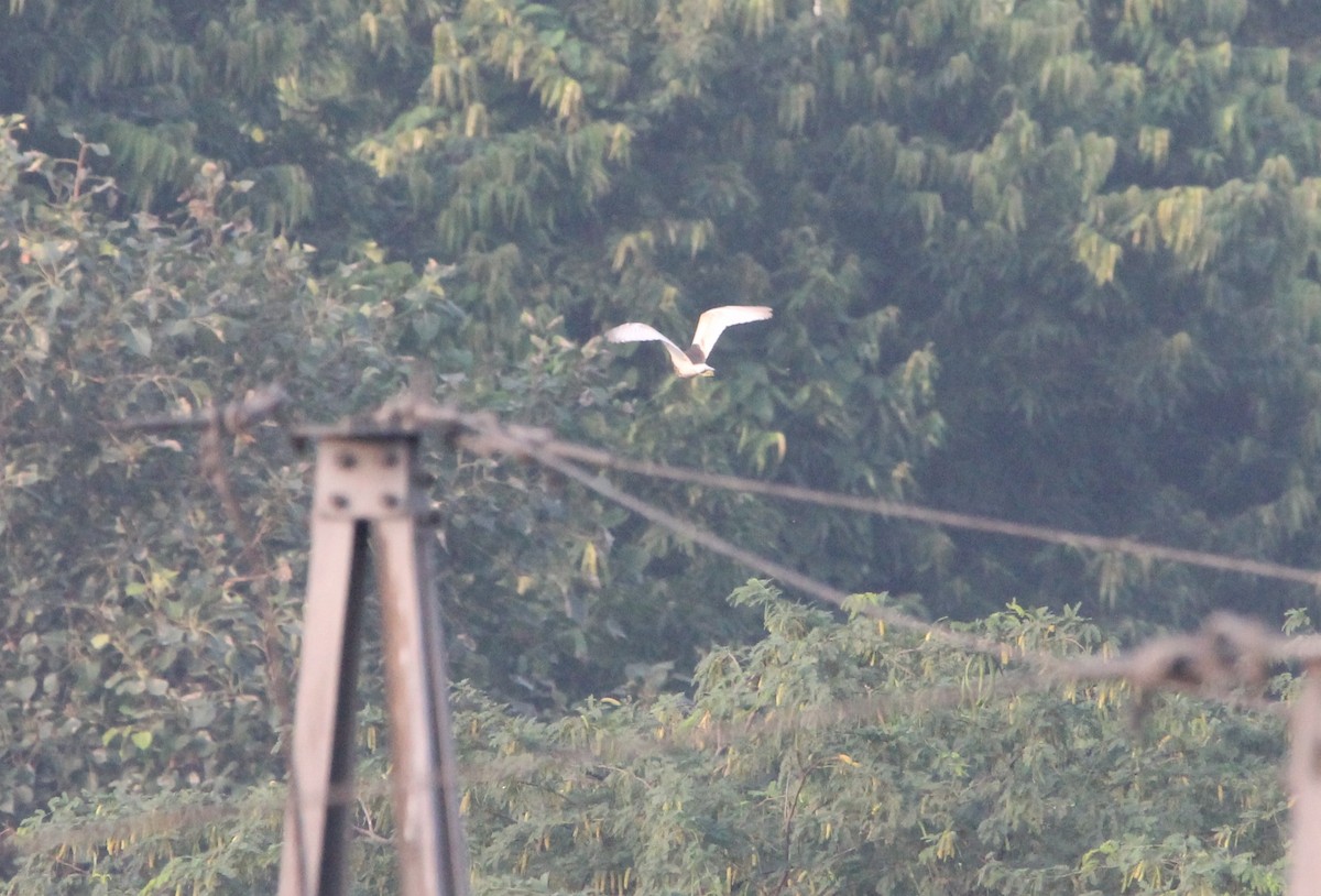 Eastern Cattle-Egret - ML642948293