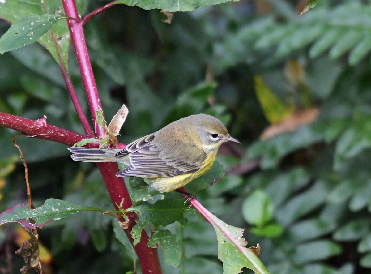 lesňáček pokřovní - ML642948307