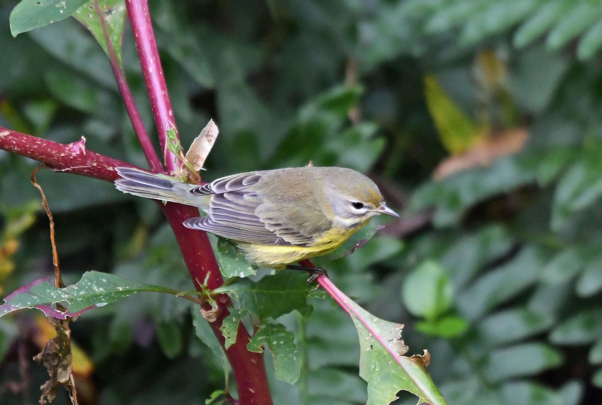 lesňáček pokřovní - ML642948308