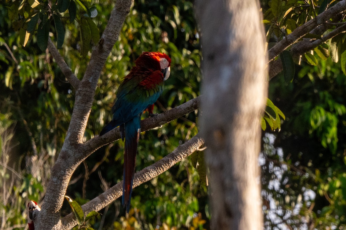 Red-and-green Macaw - ML642948312