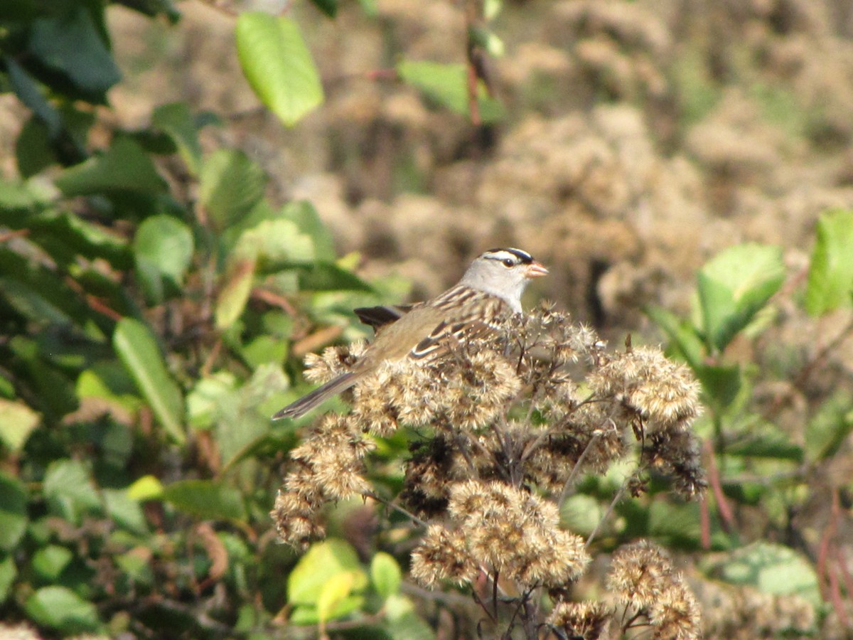 White-crowned Sparrow - ML642948316
