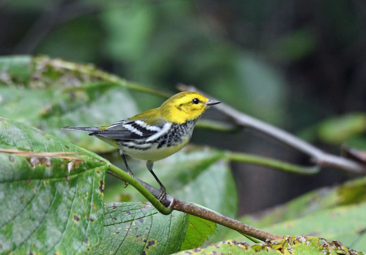 lesňáček proužkoboký - ML642948317