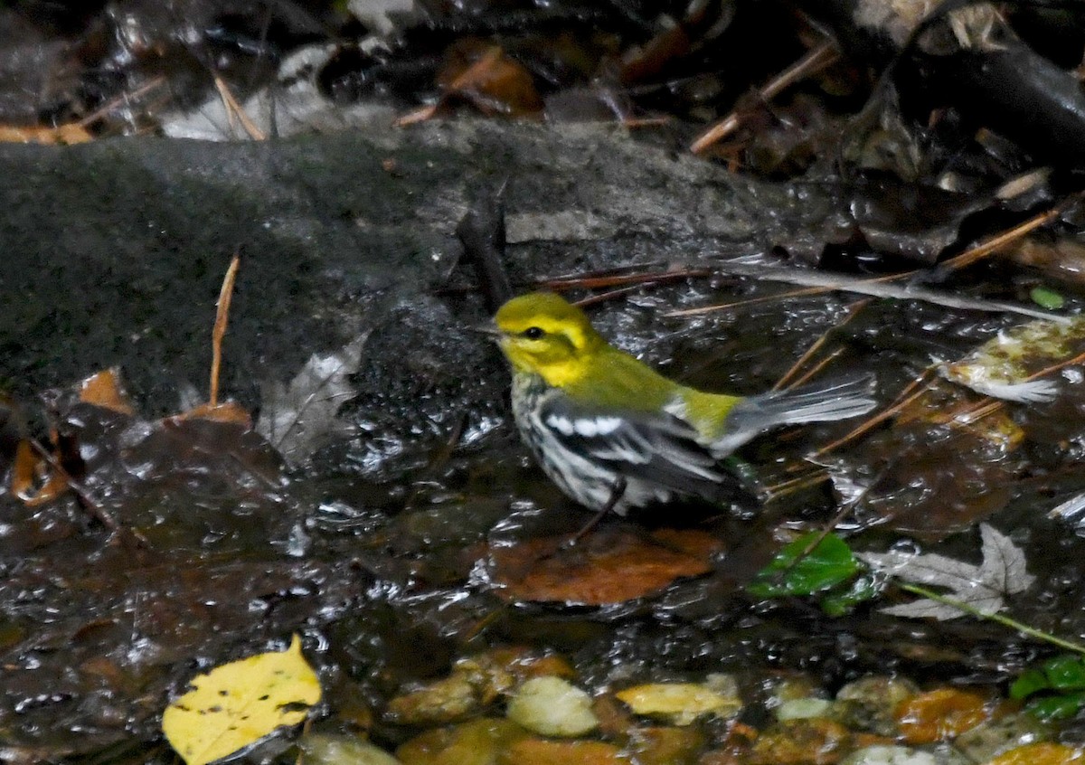 lesňáček proužkoboký - ML642948318