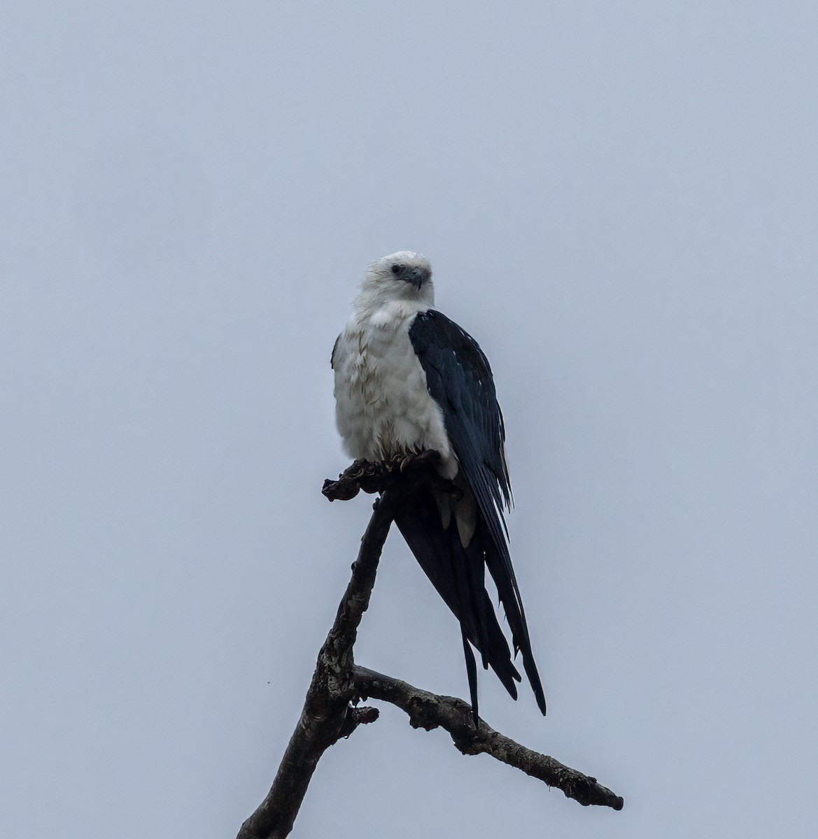 Swallow-tailed Kite - ML642948322