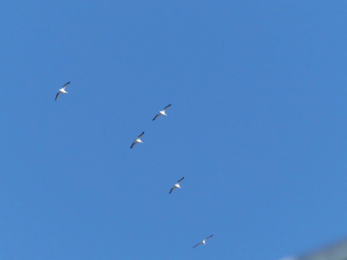 American White Pelican - ML642948325