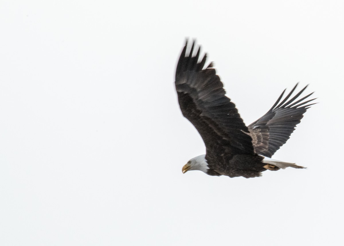 Bald Eagle - ML642948326