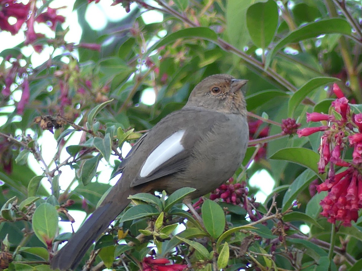California Towhee - ML642948329