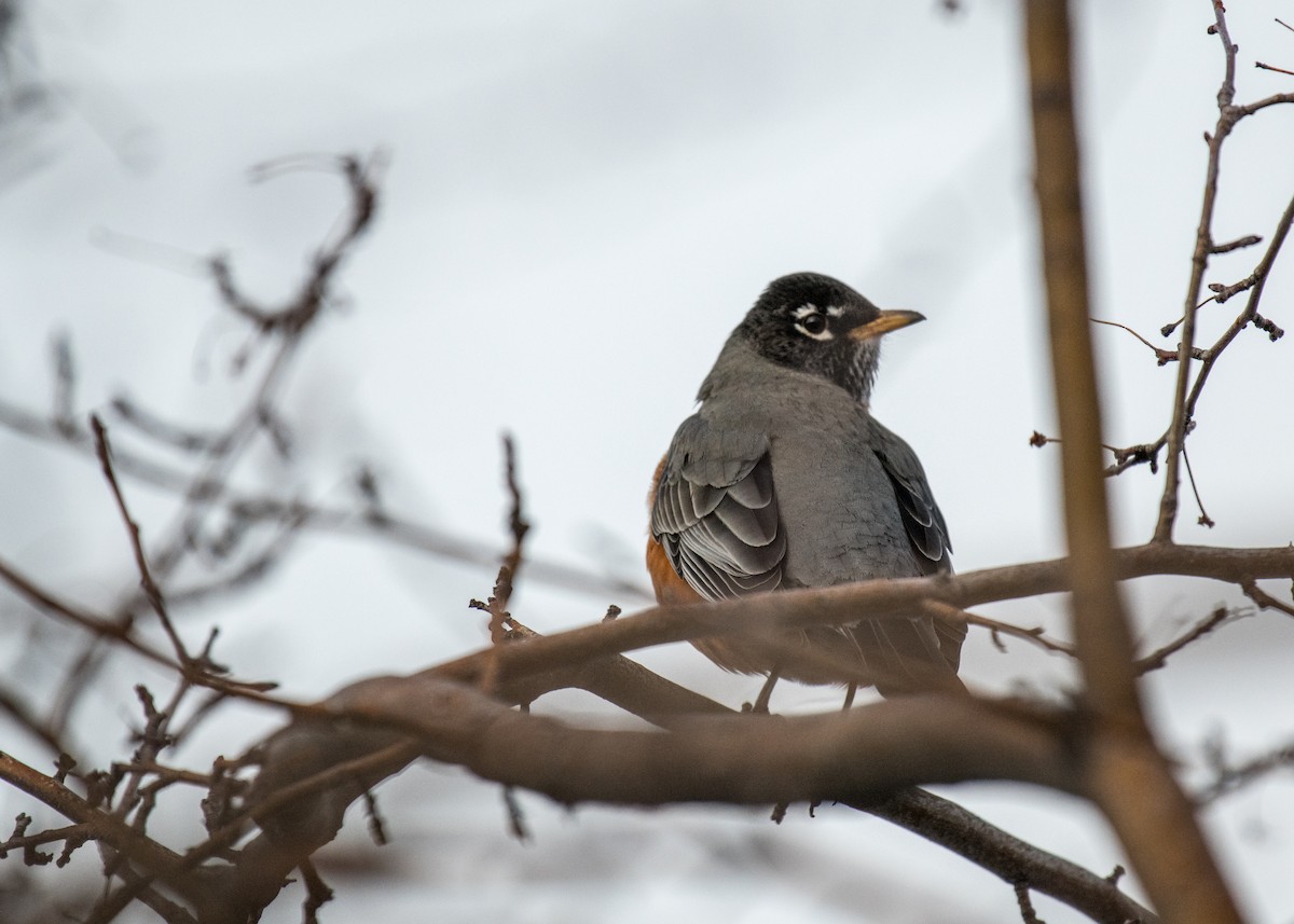 American Robin - ML642948331