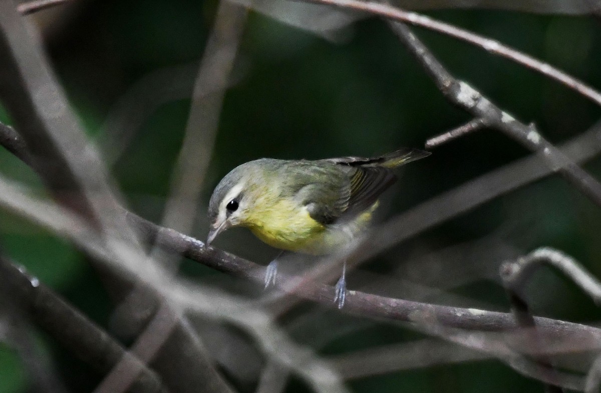 zelenáček kanadský - ML642948340