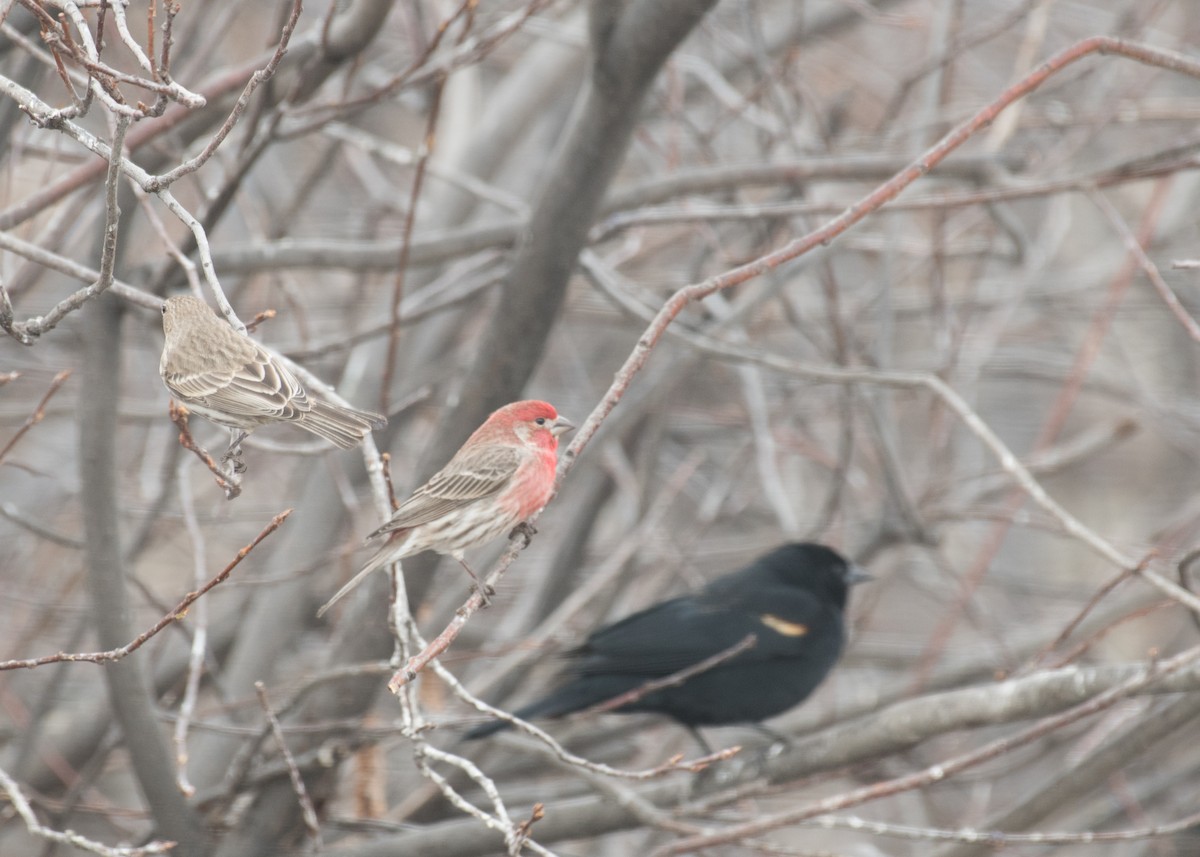 House Finch - ML642948344