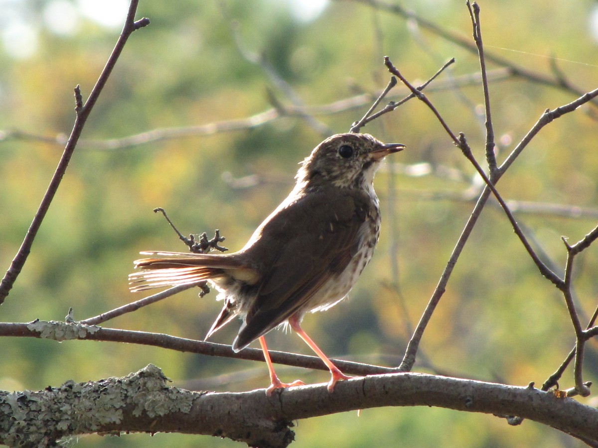 Hermit Thrush - ML642948353