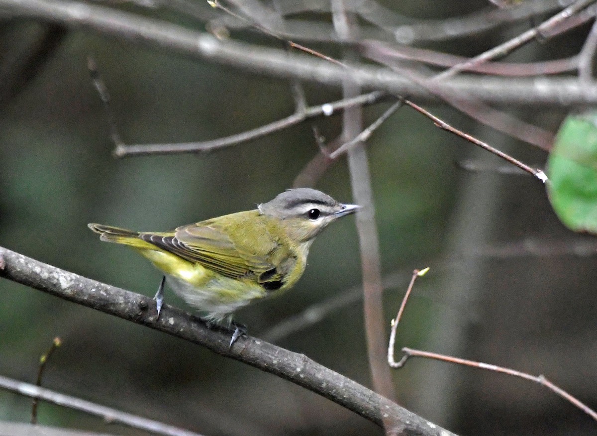 zelenáček červenooký - ML642948354