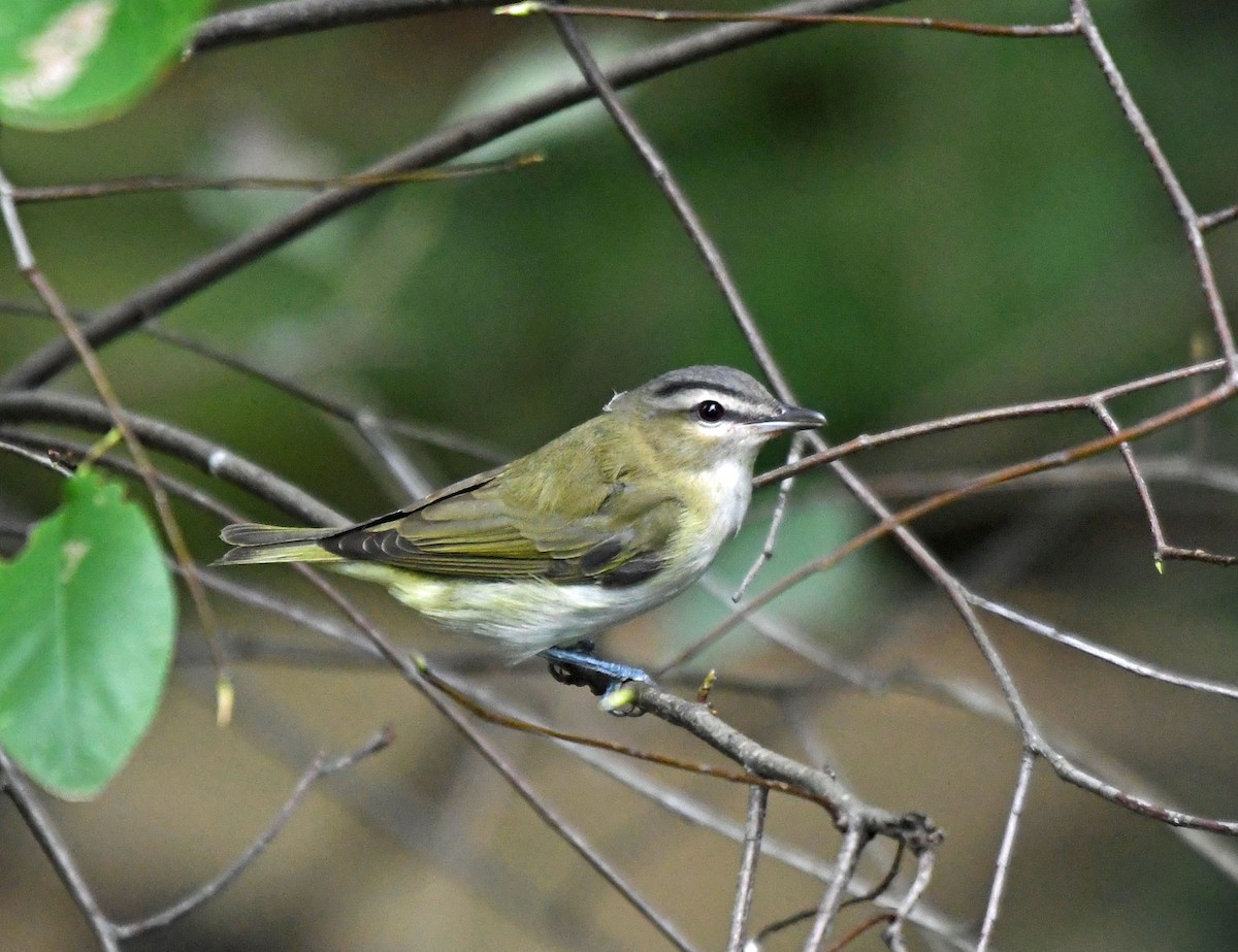 zelenáček červenooký - ML642948355