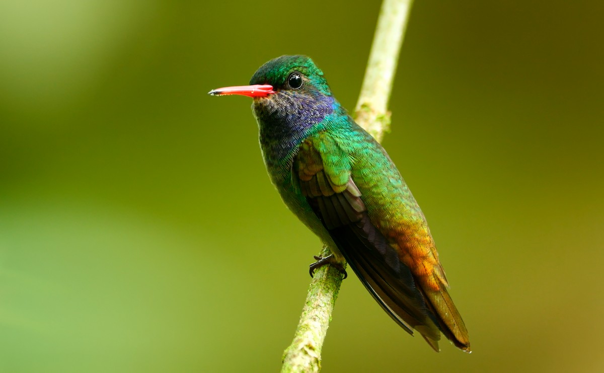 Blue-throated Goldentail - ML642948358
