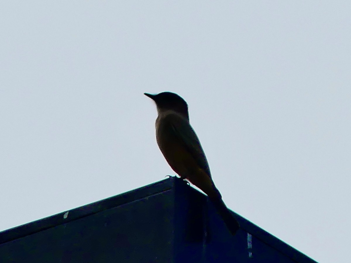 Say's Phoebe - ML642948360